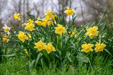 Narcissus pseudonarcissus  blossoms in spring