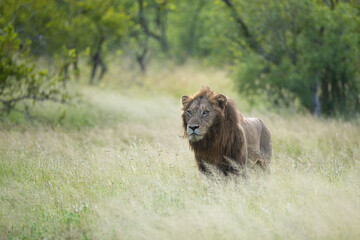 A Male Lion seen on a patrol on a safari in South Africa