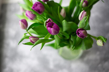 Background: a bouquet of purple tulips on gray, the concept of spring, holiday, mother's day.