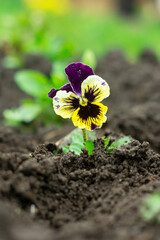 Yellow-violet pansy flower. Early spring plants