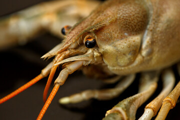 live crayfish with large claws on a black background close-up. selective focus area