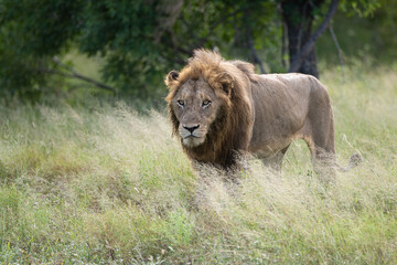 A Male Lion seen on a patrol on a safari in South Africa