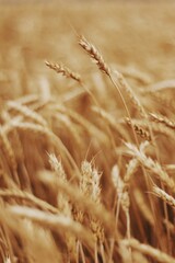 golden wheat field