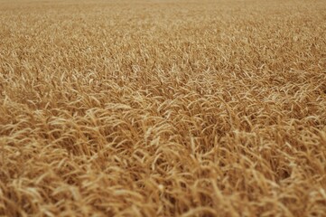 golden wheat field