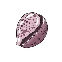 Seashells vector illustration image hand drawn starfish underwater world color set cute kids print textile sea ocean