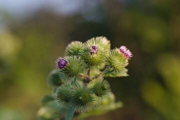 Medicinal plant burdock (Arctium lappa, Greater burdock) close up.