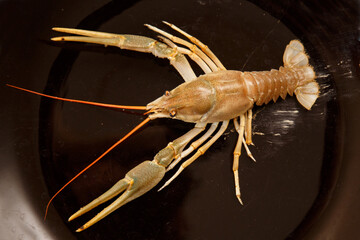 live crayfish with large claws on a black background