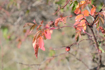 Dog rose in wild. autumn rose hip bush with red leaves and berries
