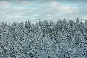 winter spruce forest covered with snow, winter nature background, landscape