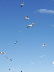seagulls in flight