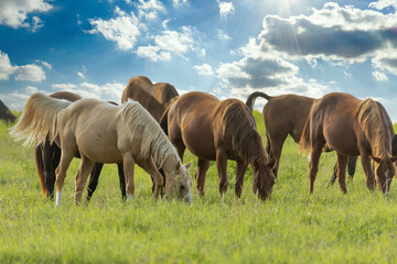 Thoroughbred horses grazing  in a field