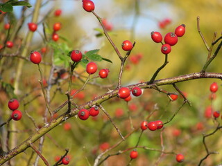 red berries on a branch