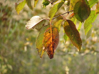 autumn leaves on a tree