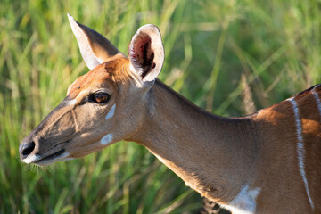 A Nyala female Portrait seen on a safari in South Africa