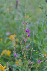 Fireweed blooming in the meadow (Chamaenerion angustifolium) 