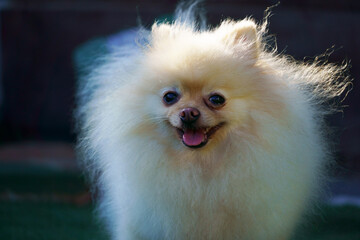 closeup of small dog of the german spitz breed in the yard of the house