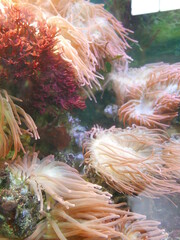 Naklejka na ściany i meble coral reef in the sea