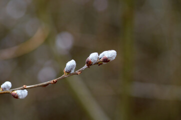Willow catkins in the end of March