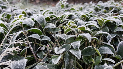 Obraz premium Frost