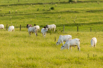 Fototapeta na wymiar Herd of oxen on pasture in Brazil