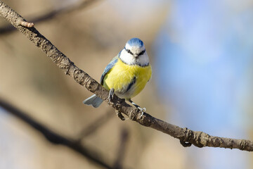 Blue tit