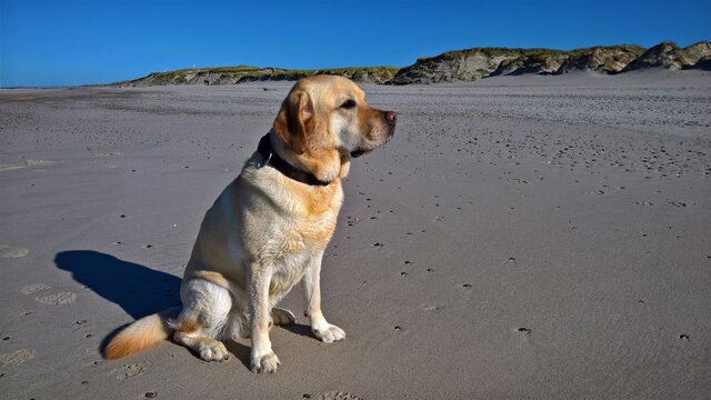 Labrador