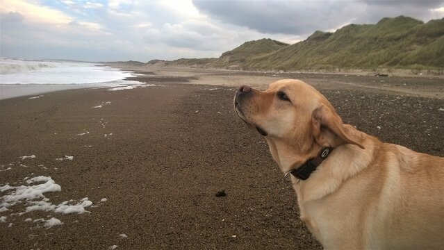 Labrador