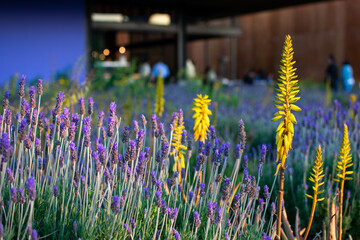 Lavender blooming in a field at sunset. Sunset over a field of violet lavender.