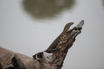 Nile Monitor lizard seen on a safari in South Africa