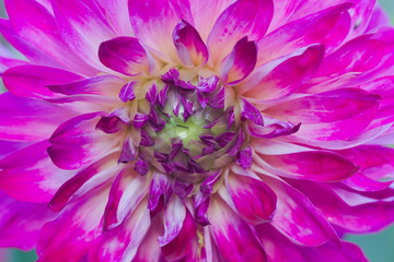 Dahlia flower in the garden. Close up.