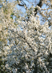 Close-up of Abundant White Blossom Flowers on Tree Branch against Blue Spring Sky Sunlight