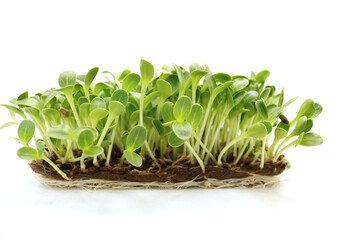 Fresh micro greens closeup.  Milk Thistle sprouts for healthy salad.
Microgreens sprouts isolated on white background. Vegan micro greens shoots.