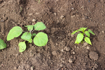 Young eggplant and pepper seedlings in soil in garden bed at early springtime. Top view. Organic agriculture. Eco-friendly horticulture concept.