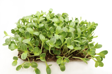 Microgreens sprouts isolated on white background. Fresh micro greens closeup. Growing  Milk Thistle sprouts for healthy salad. Eating right, stay young and modern restaurant cuisine concept.
