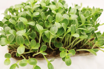 Microgreens sprouts isolated on white background. Fresh micro greens closeup. Growing  Milk Thistle sprouts for healthy salad. Eating right, stay young and modern restaurant cuisine concept.