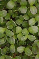 Fresh micro greens closeup.  Milk Thistle sprouts for healthy salad.
Microgreens sprouts isolated on white background. Vegan micro greens shoots.