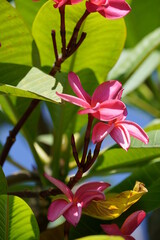 beautiful Plumeria Rubra in the garden on sunny day
