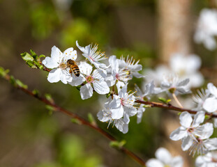 tree blossom with a pollenating wild bee