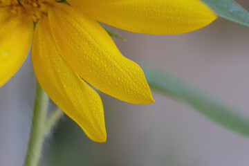 yellow sunflower petal. morning dew on yellow flower