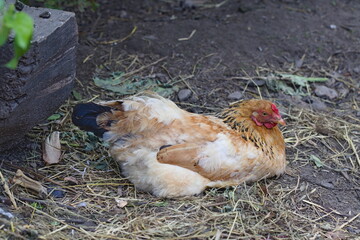 Brown-red chicken is lying on the ground in the poultry yard