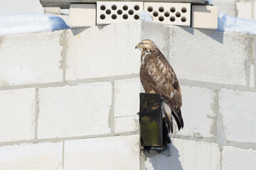 Buzzard