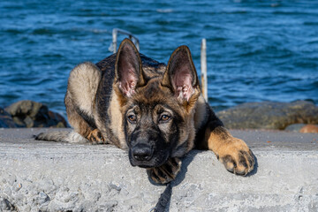 A close-up portrait of a fifteen weeks old German Shepherd puppy. Blue sky and ocean in the background