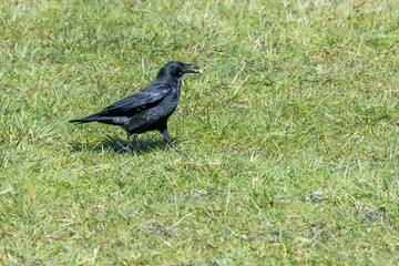 blackbird on a grass - Krähe, Rabe, Raven
