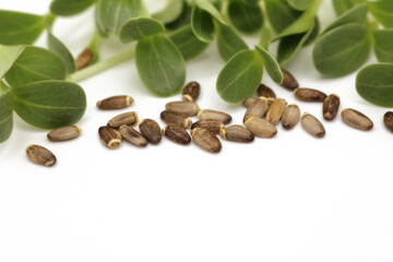 Microgreens sprouts isolated on white background. Vegan micro greens shoots. Green sprouts and brown milk thistle seeds.