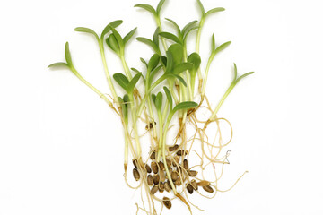 Microgreens sprouts isolated on white background. Vegan micro greens shoots. Green sprouts and brown milk thistle seeds.
