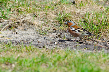 Chaffinch