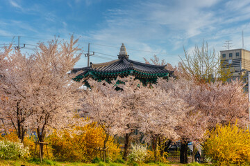 Naklejka premium Spring in Korea The Fantastic Harmony between Cherry Blossoms and Korean Octagonal Pavilion