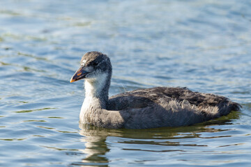 Coot