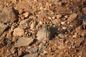 Dragon fly in the ground