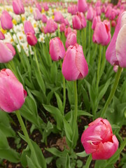 pink and white tulips